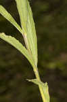 Narrowleaf vervain